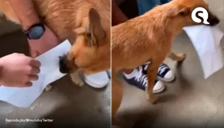 Vídeo: cão “morador” da UFMG destrói resumo de aluno e diverte web