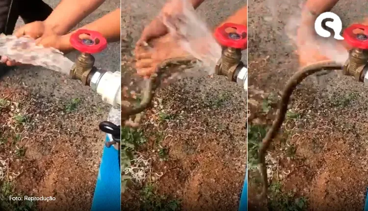 Cobra sai de torneira durante inauguração de poço e assusta moradores no Ceará; vídeo