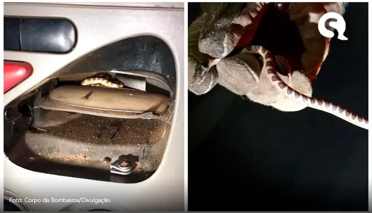 Filhote de jiboia entra em ar-condicionado de carro e morde passageira em MG; FOTOS E VÍDEO