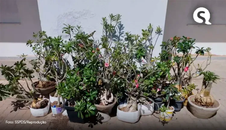 46 plantas avaliadas em até R$ 500 cada são recuperadas no RN após furto no Ceará