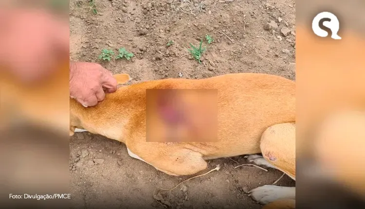 Homem é preso suspeito de agredir cadela com golpes de machadinha no interior do Ceará