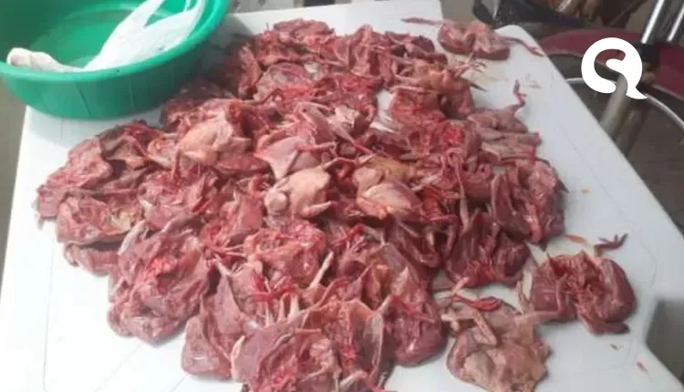 Comerciante é multado em R$ 71 mil após ser flagrado vendendo ‘avoantes’ no Ceará