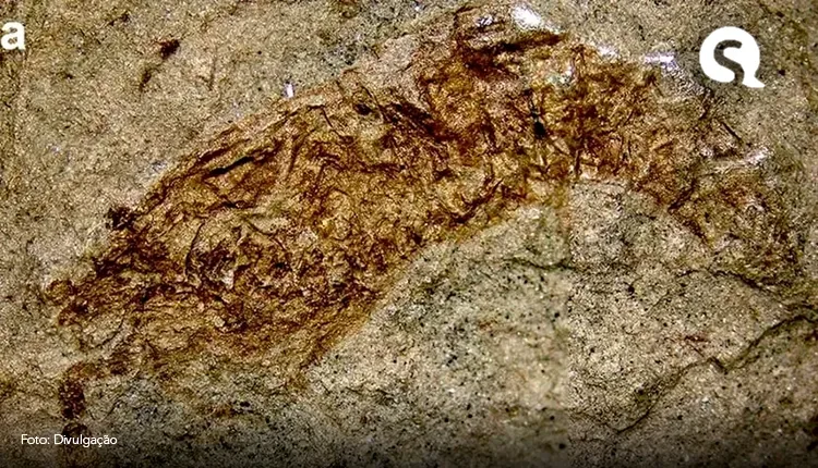 Pesquisadores descobrem fóssil raro de camarão de 120 milhões de anos no sertão nordestino