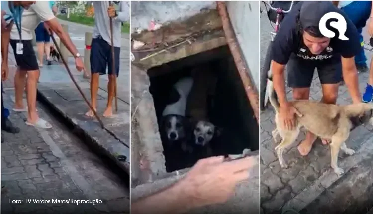 Cães são resgatados de bueiro em Fortaleza