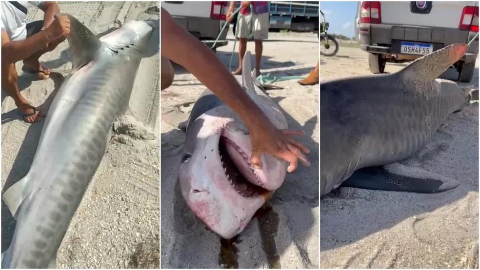 Pescadores se surpreendem ao capturar tubarão de três metros no litoral cearense; vídeo
