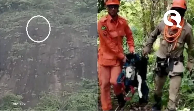 Cão é resgatado após ficar preso em penhasco no Ceará
