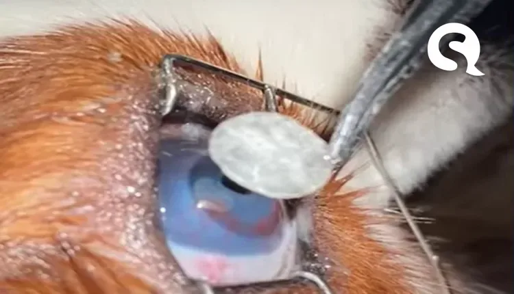 Cirurgia em olhos de pets com pele de tilápia poderá ser aplicada em humanos