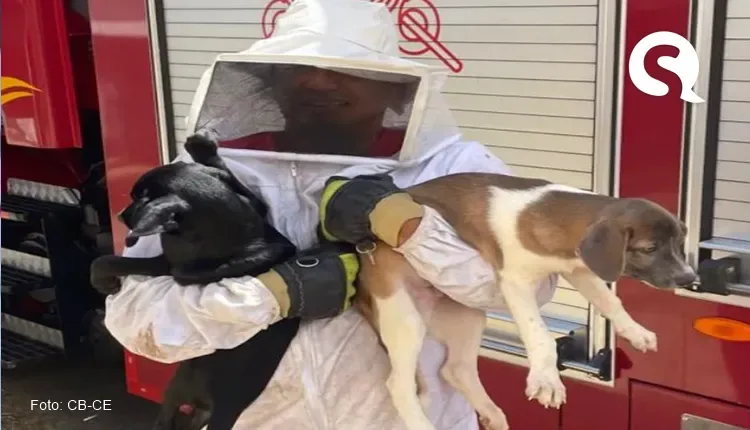 Cães são resgatados por bombeiros de casa invadida por abelhas em Maranguape
