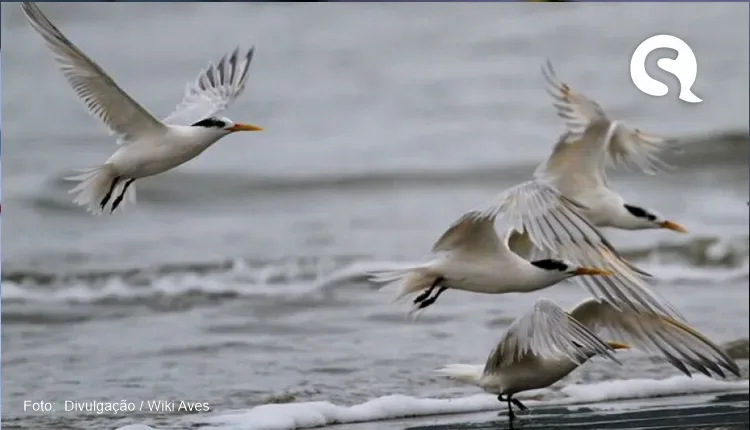 Brasil registra primeiros casos de aves com Influenza Aviária