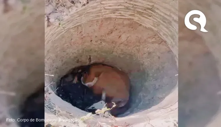 Vaca de cerca de 700 kg é resgatada após dois dias em poço em Trairi