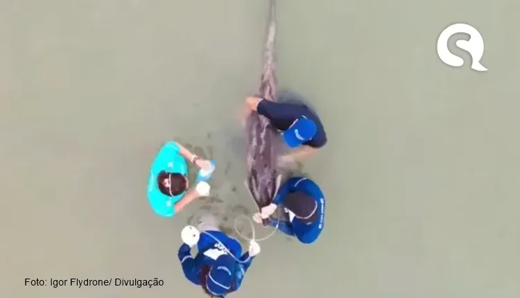Golfinho morre após encalhar no Rio Coreaú, em Camocim