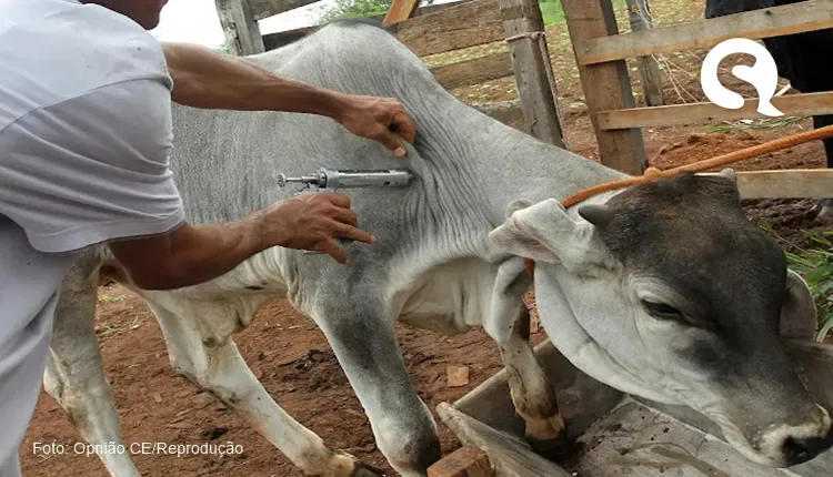 Campanha de vacinação contra a febre aftosa é prorrogada até dia 17 de junho