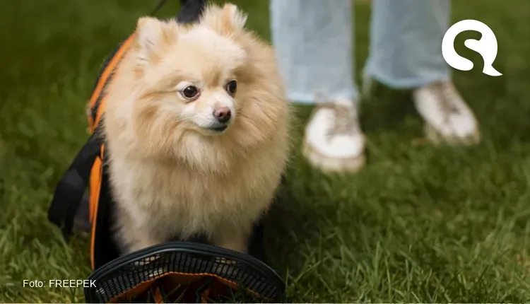 Família busca ‘babá de cães’ e oferece salário de R$ 600 mil por ano