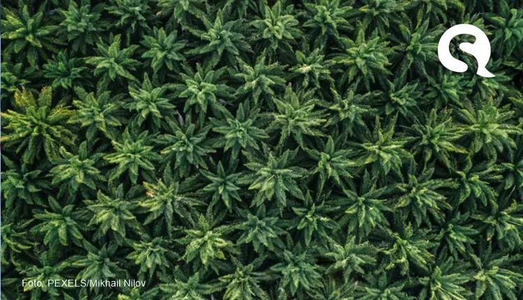 STJ autoriza homem a cultivar cannabis para tratar ansiedade