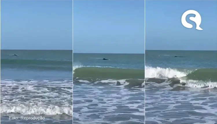 Banhistas e pescadores avistam baleia-jubarte no mar de Jericoacoara