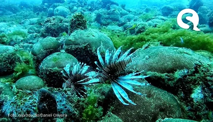 Peixe venenoso que invadiu mar do Ceará pode se espalhar por todo litoral brasileiro em até 2 anos