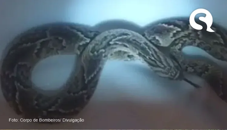 Cobra venenosa é resgatada em piscina infantil de residência em Paraipaba