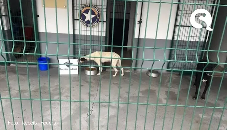 Cachorros presos em contêiner que ia para a China são resgatados pela Receita Federal