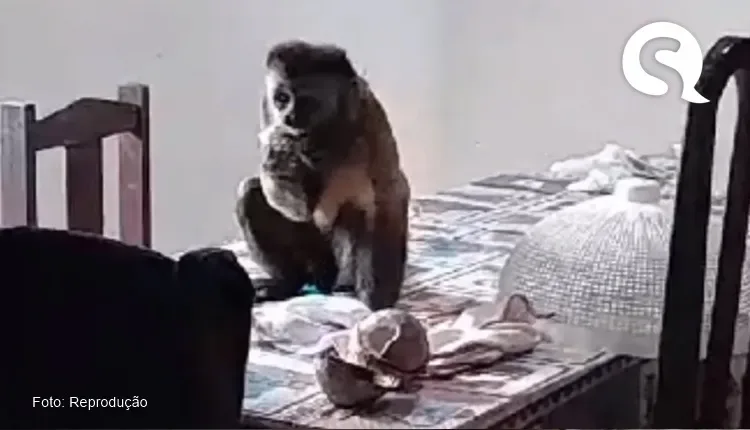 Macaco-Prego invade casa e morde adolescente em Itapipoca