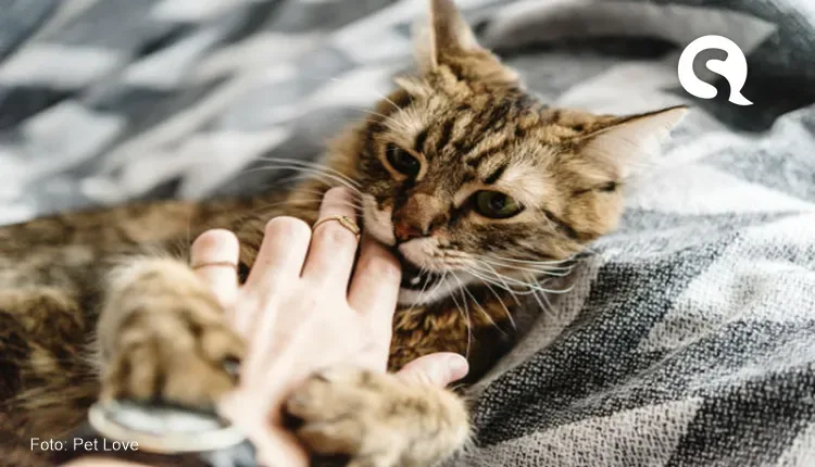 Homem é mordido por gato e contrai bactéria desconhecida pela ciência