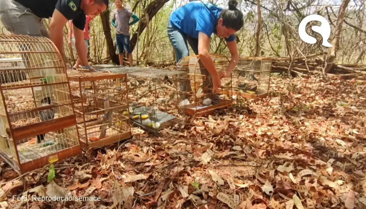 Ação da Semace devolve mais de 40 animais à natureza na região norte do Ceará