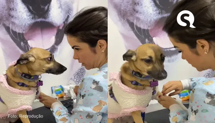 Veterinária encanta a web ao acalmar vira-lata com medo de agulha