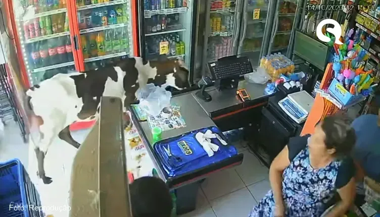 Vaca entra e se refresca em comércio com ar-condicionado no Ceará