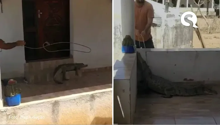 Jacaré é laçado por vaqueiro após aparecer em varanda de casa em Tamboril