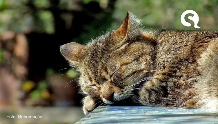 Rapaz expulsa namorada de casa porque ela pôs a gata dele na rua