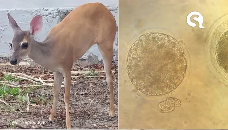 Cientistas do Ceará preparam clones de veado para evitar desaparecimento da espécie