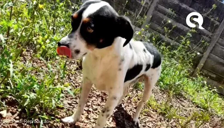 Homem é processado pelo próprio cachorro e terá que pagar multa de 2 mil reais