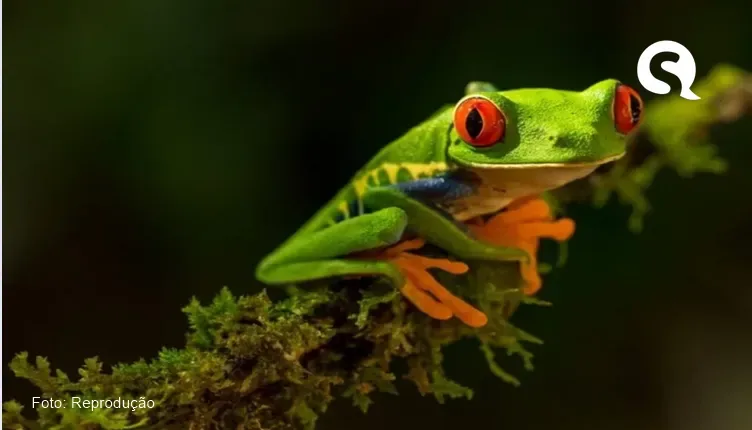 Peru descobre nova variedade de perereca na Amazônia