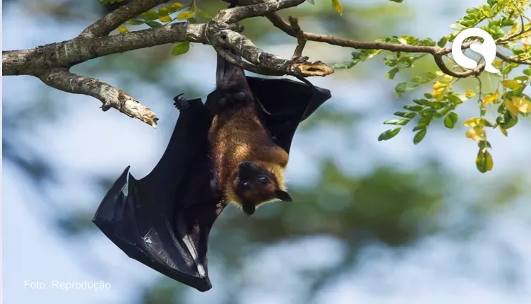 Morcego de pênis gigante faz sexo por até 13 horas e usa o membro como terceiro braço