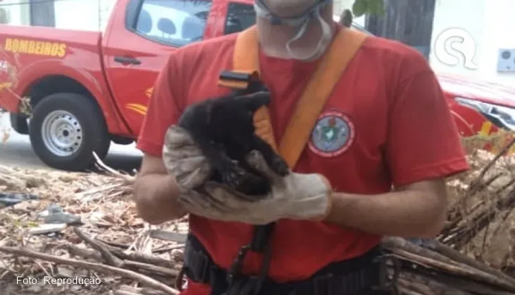 Filhote de cachorro é resgatado de poço por bombeiros em Alcântaras