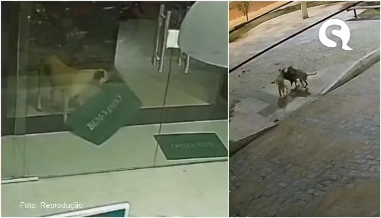 Vira-lata caramelo ‘furta’ tapete no Ceará e é flagrado por câmeras de segurança