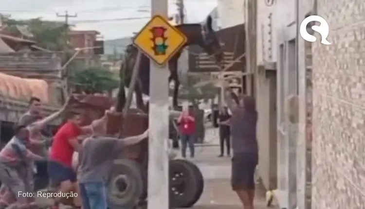 Burro fica suspenso após carroça ser atingida por caminhão no Ceará