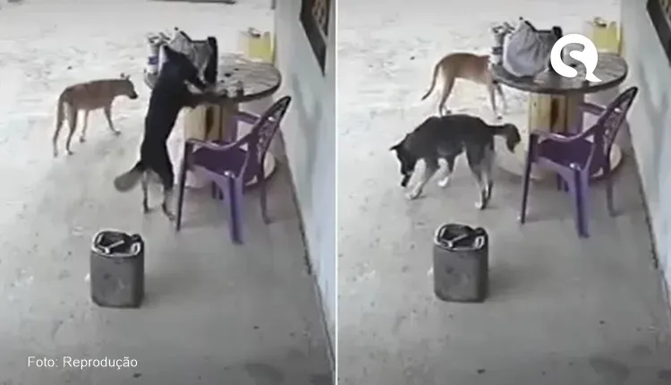 Cachorrinho vira-lata invade residência em Ararendá-CE, ‘furta’ celular e foge