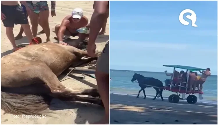 Cavalo passa mal e morre de exaustão durante passeio de charrete