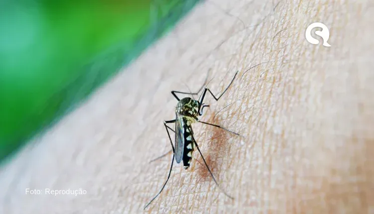 Sobral registra redução de 87% no número de casos prováveis de dengue em 2023