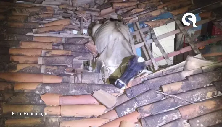 Vaca cai no telhado de casa e é resgatada por bombeiros no interior de Baturité-CE