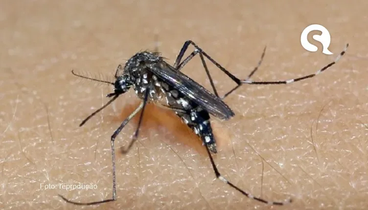 Brasil passa de 4 milhões de casos de dengue; mortes chegam a 1.937