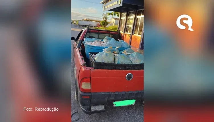 PRF apreende aproximadamente 800kg de frango sendo transportados em condições irregular na cidade de Sobral