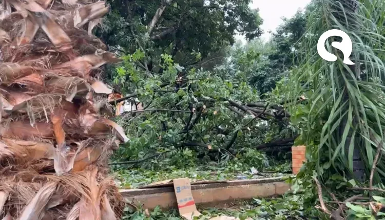 Galho de árvore cai e deixa cinco pessoas feridas em praça no centro de Ipu