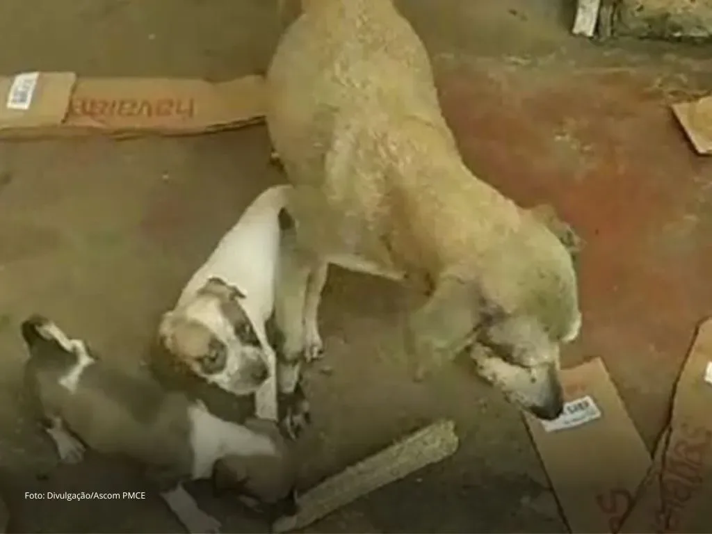 Desnutridos, sem água e comida: Mulher é presa em Tianguá, na região da Ibiapaba por maus-tratos contra 15 animais domésticos