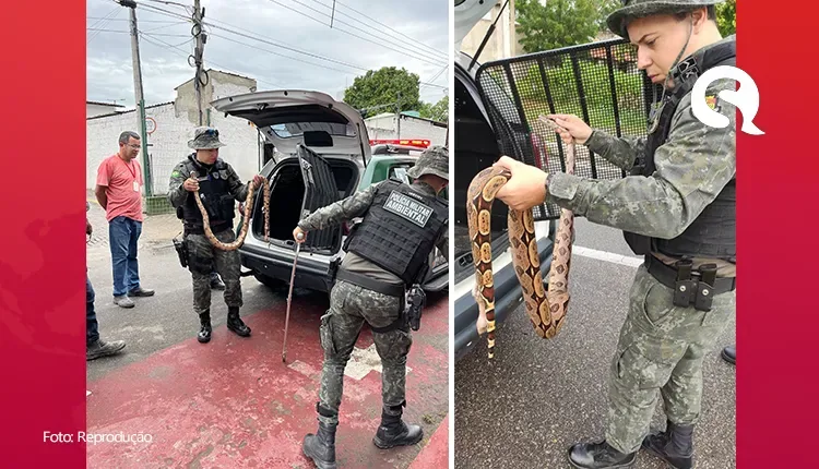 Cobra Jiboia é resgatada e recebe tratamento no Hospital Veterinário do Uninta em Sobral