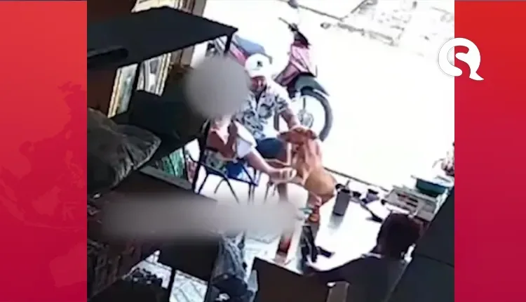 Pitbull ataca criança de cinco anos em Camocim; veja o vídeo