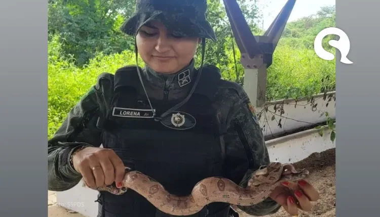 Polícia Militar do Ceará resgata jiboia em Sobral