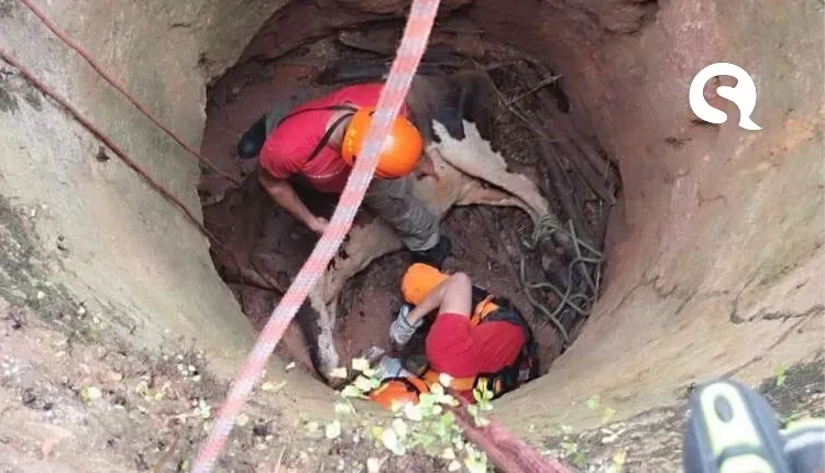 Bombeiros militares resgatam vacas nos municípios de Crateús e Mucambo