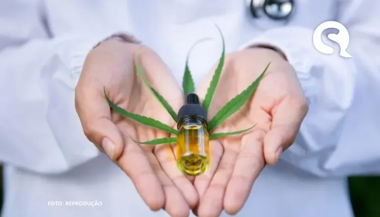 Justiça do Ceará autoriza mulher autista a cultivar maconha para uso medicinal