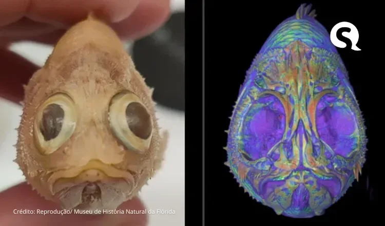 Cientistas “dissecam” animais com tecnologia de escaneamento; veja imagens